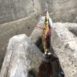 イカとアジのリレー