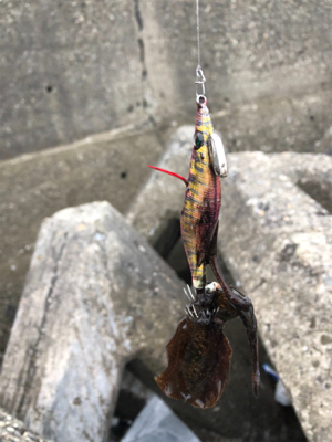 イカとアジのリレー