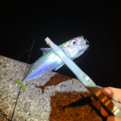 アジングのちサバゲー