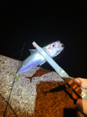 アジングのちサバゲー