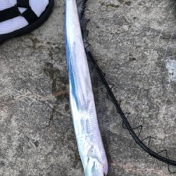 湾奥でもタチウオ確認