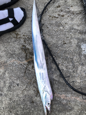 湾奥でもタチウオ確認