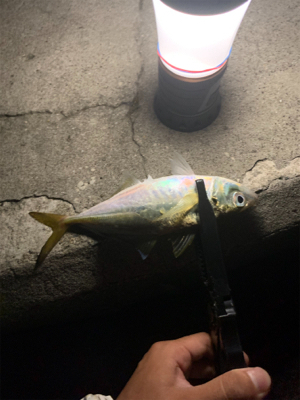 ベイトアジングの道③