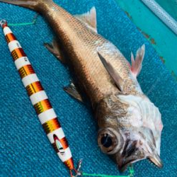 白浜沖中深海ジギング