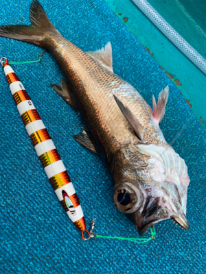 白浜沖中深海ジギング