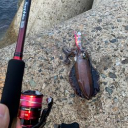 連休初日エギング