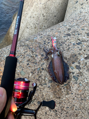 連休初日エギング