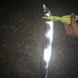 太刀魚成長してた