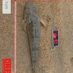 サーフでシーバス