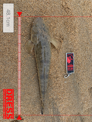 サーフでシーバス