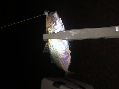 ライトゲームで思わぬお客様！