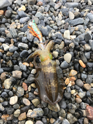 サーフエギング