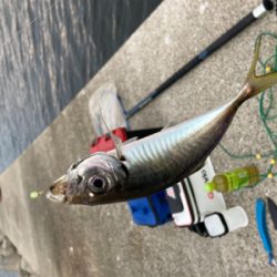 アジ、渋かった…