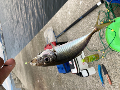 アジ、渋かった…