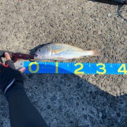 初武庫川一文字