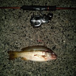 コロッケ1パイとタテシマフエダイ