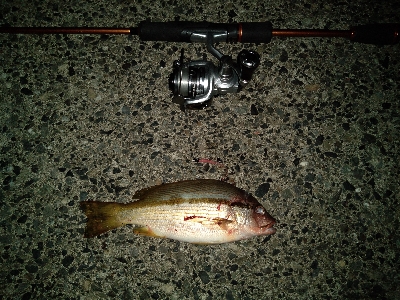 コロッケ1パイとタテシマフエダイ