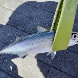 暑さは和らいだんだけど…