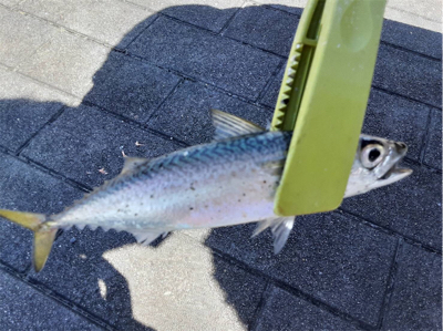 暑さは和らいだんだけど…