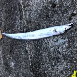 ミニ波止 夕まずめ渋め