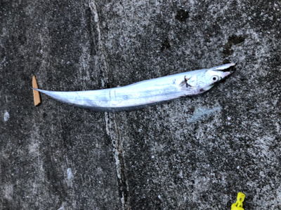 ミニ波止 夕まずめ渋め