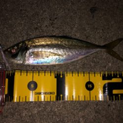 ☆尺アジ狙い☆