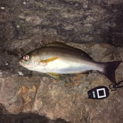 イサキを求めて