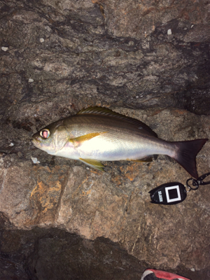 イサキを求めて