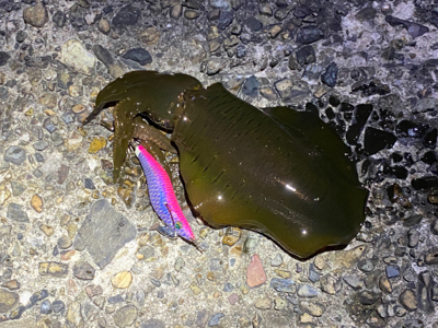 連休はハイプレッシャー