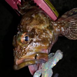 小さいけど初アコウ！