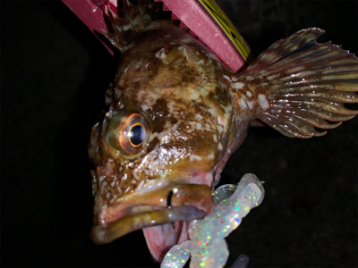 小さいけど初アコウ！