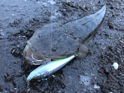 今シーズン初ウェーディング