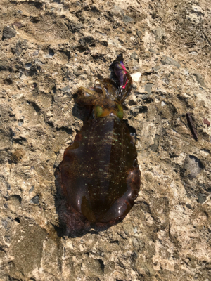 イカも人もいっぱい！