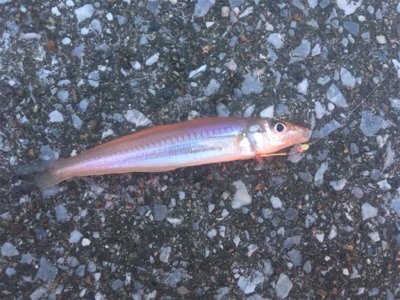 ちょい投げなど