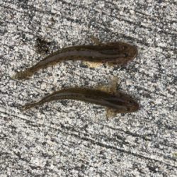 1年ぶりのハゼ釣り