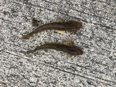 1年ぶりのハゼ釣り