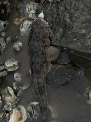 連休で人ばかり。釣れない!