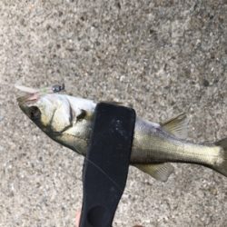 アジングシーバス