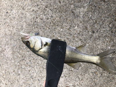 アジングシーバス