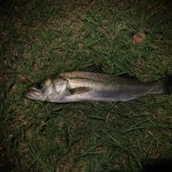 苦戦シーバスゲーム