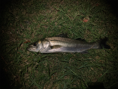 苦戦シーバスゲーム