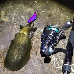 サーフエギング