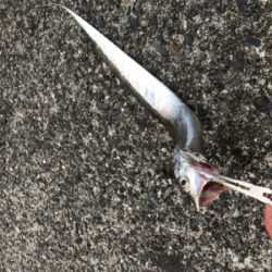 この時間にも太刀魚