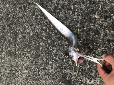 この時間にも太刀魚