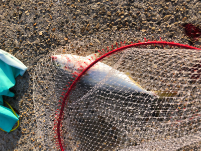 ダツチェイスとハマチ