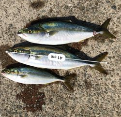 ハマチに成長中