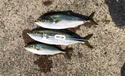 ハマチに成長中