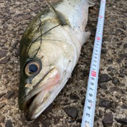 ランカーか？と思うほど