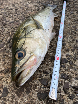 ランカーか？と思うほど