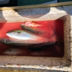 落とし込みとジギング